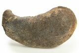 Large, Fossil Whale Ear Bone - South Carolina #325710-1